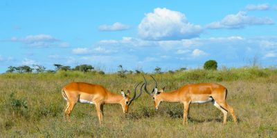 Two impalas grazing in Nairobi National Park, Kenya, under a vibrant blue sky.